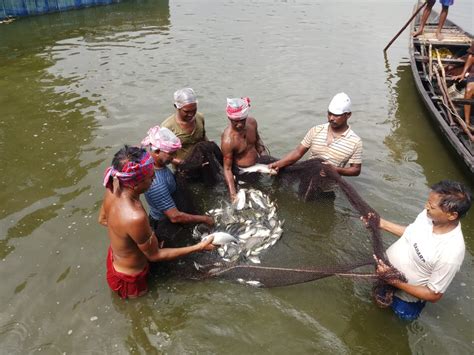 Carp Welfare .